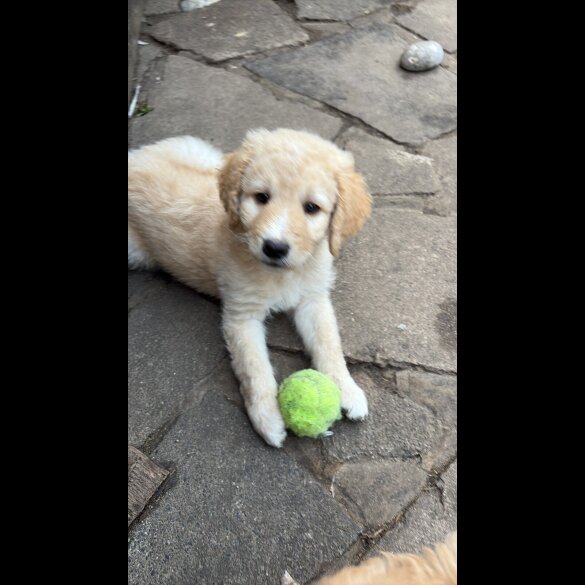 Labradoodle - Both