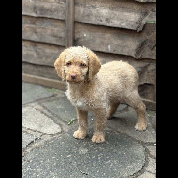 Labradoodle - Both