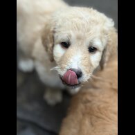 Labradoodle - Both