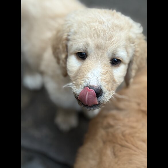 Labradoodle - Both