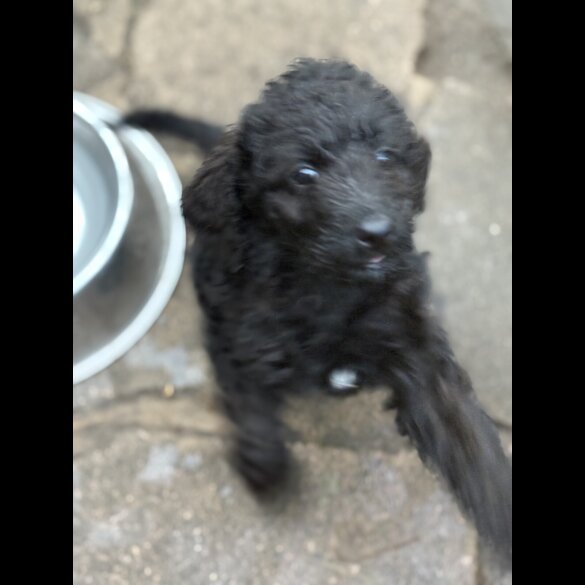 Labradoodle - Both