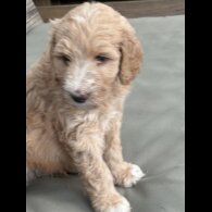Labradoodle - Both