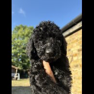 Labradoodle - Both