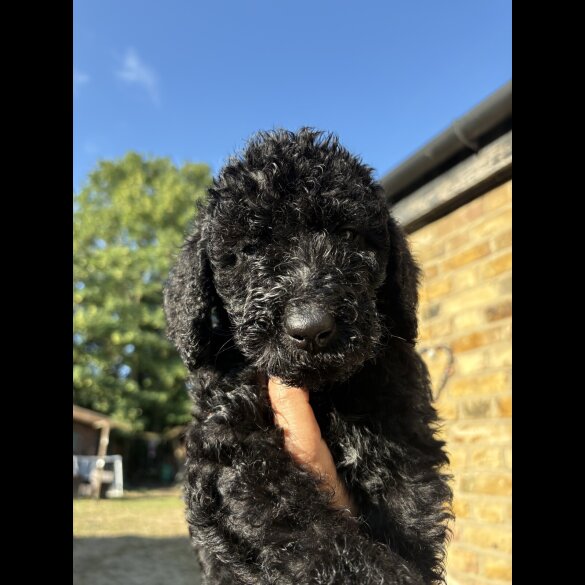 Labradoodle - Both