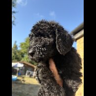 Labradoodle - Both