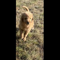 Labradoodle - Both