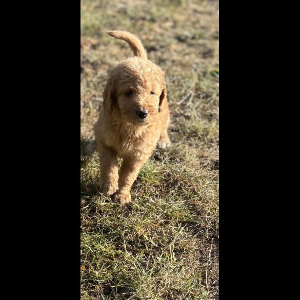 Labradoodle - Both