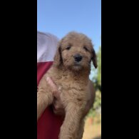 Labradoodle - Both