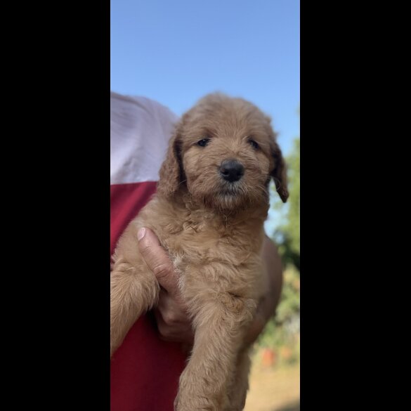 Labradoodle - Both