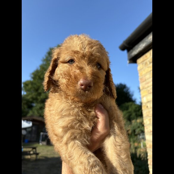 Labradoodle - Both