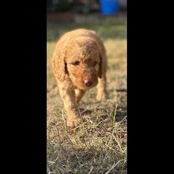 Labradoodle - Both