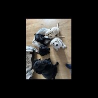 Labradoodle - Dogs