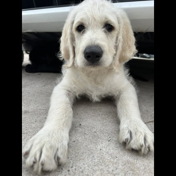Labradoodle - Dogs