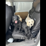 Labradoodle - Dogs