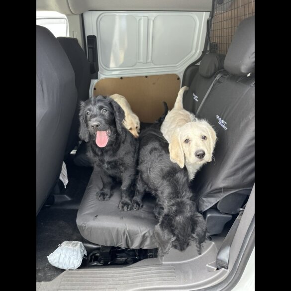 Labradoodle - Dogs