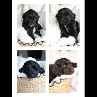 Labradoodle - Both