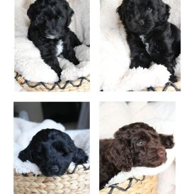 Labradoodle - Both