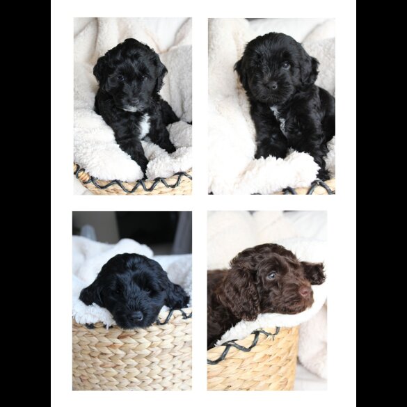Labradoodle - Both
