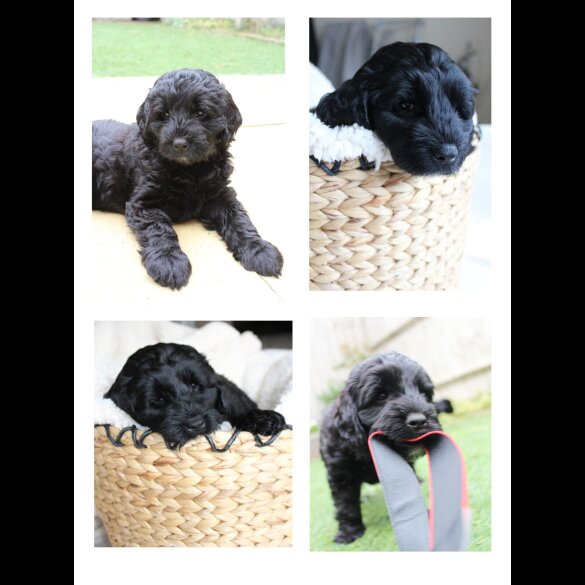 Labradoodle - Both