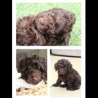 Labradoodle - Both