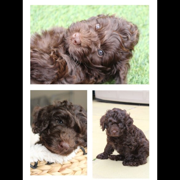 Labradoodle - Both