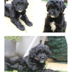 Labradoodle - Both