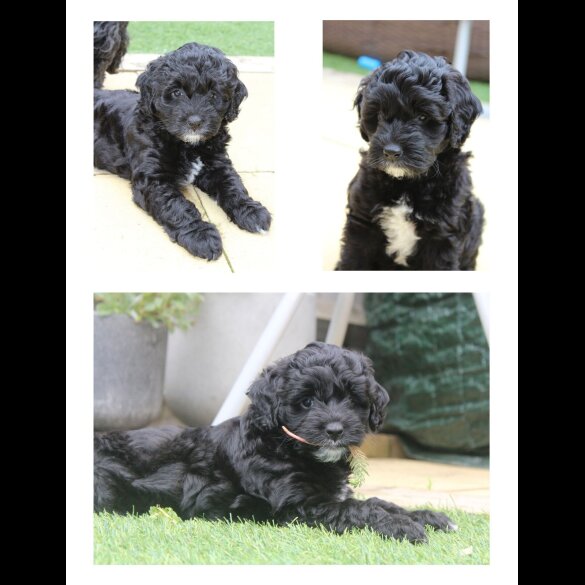 Labradoodle - Both