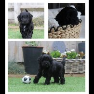 Labradoodle - Both