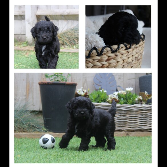 Labradoodle - Both