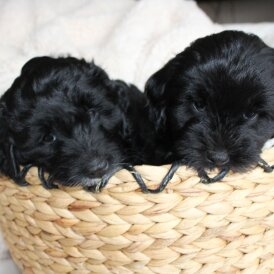 Labradoodle - Both