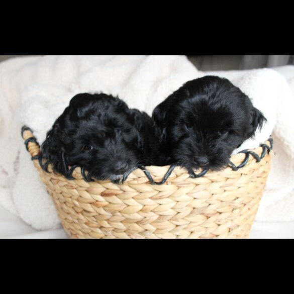 Labradoodle - Both