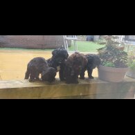 Labradoodle - Both