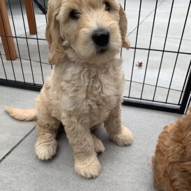 Labradoodle - Both