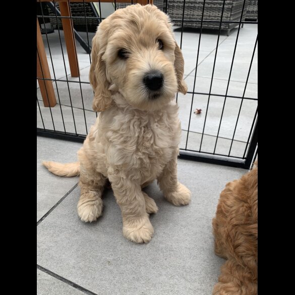 Labradoodle - Both