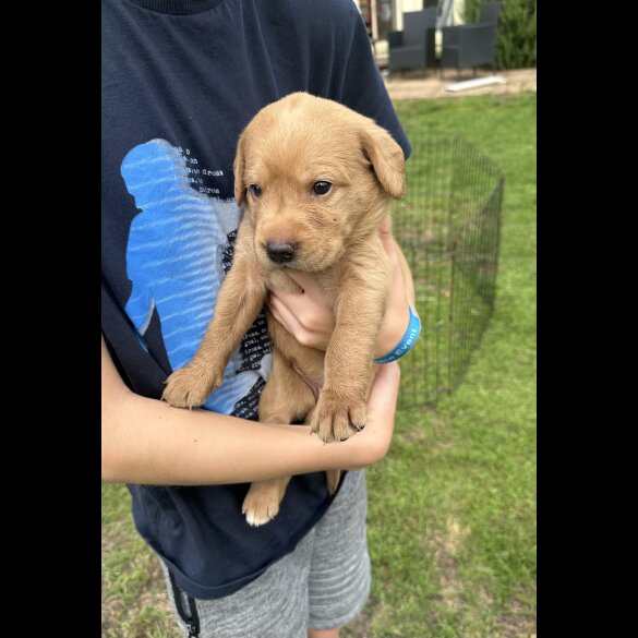 Labradoodle - Both