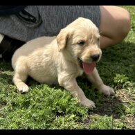 Labradoodle - Both