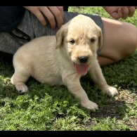 Labradoodle - Both
