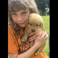 Labradoodle - Both