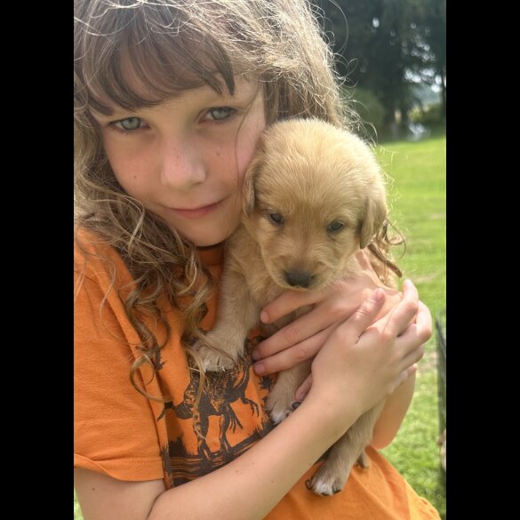 Labradoodle - Both