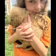 Labradoodle - Both