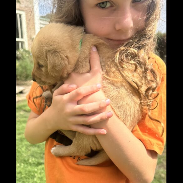 Labradoodle - Both