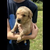 Labradoodle - Both