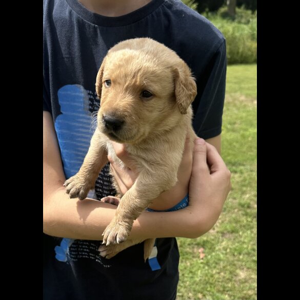 Labradoodle - Both