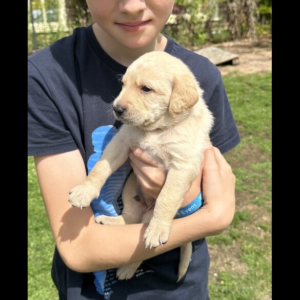 Labradoodle - Both