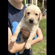 Labradoodle - Both