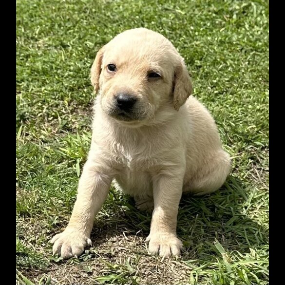 Labradoodle - Both