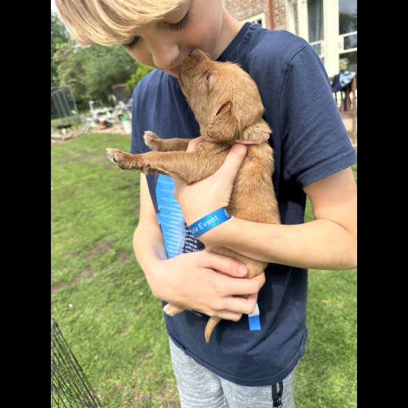 Labradoodle - Both