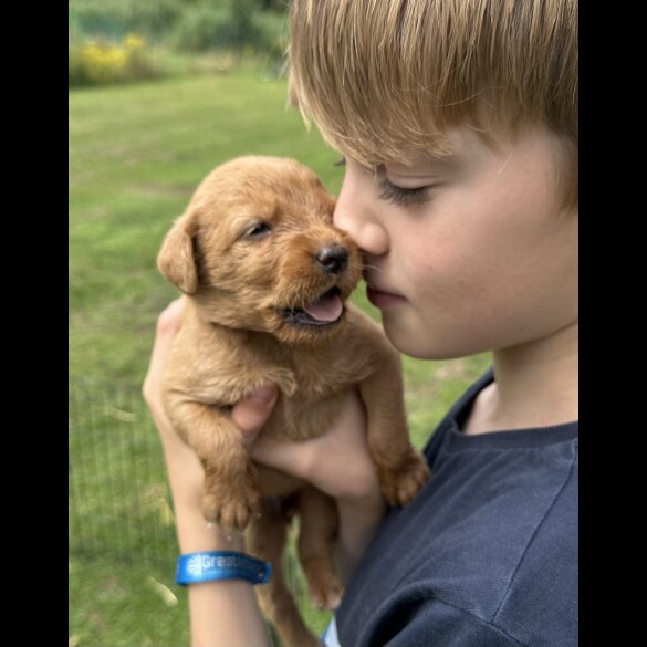 Labradoodle - Both
