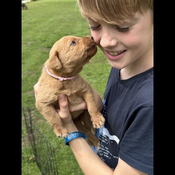 Labradoodle - Both