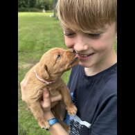 Labradoodle - Both